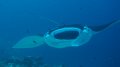 Manta up close while feeding